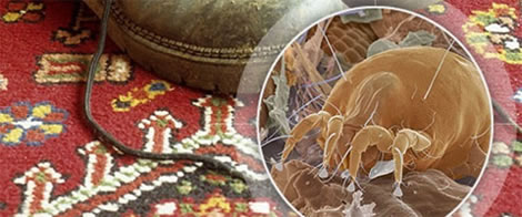 Химчистка ковров и мягкой мебели в Сочи